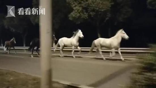 九匹名贵赛马集体出逃 凌晨马路上逆行撒欢